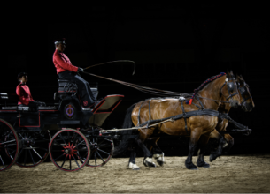 Conserver des patrimoines vivants : l’héritage des Haras nationaux